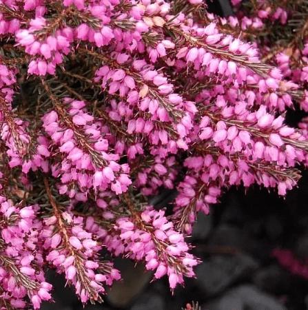 Эрика Darley Dale дарленская