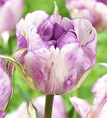 Тюльпан Shirley (5 шт. в уп.)