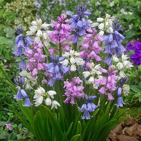 Гиацинтоидес Hispanica Mixed (8 шт. в уп.)