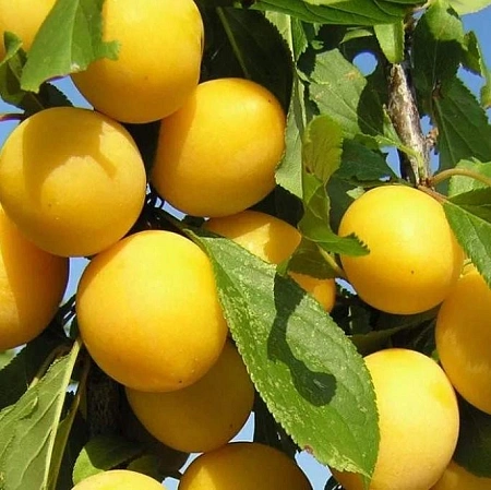 Слива Утро Слива Утро