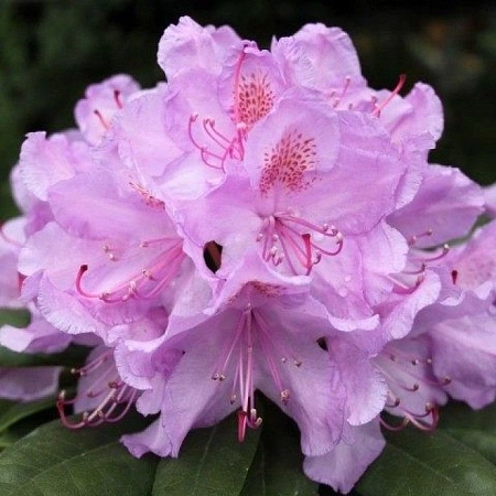 Рододендрон Doс