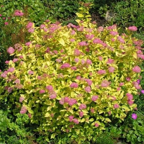 Спирея японская Golden Princess 30-40 см Спирея японская Golden Princess 30-40 см