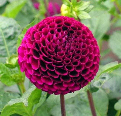 Георгина Rocco (уп. 1 шт) Георгина Rocco (уп. 1 шт)