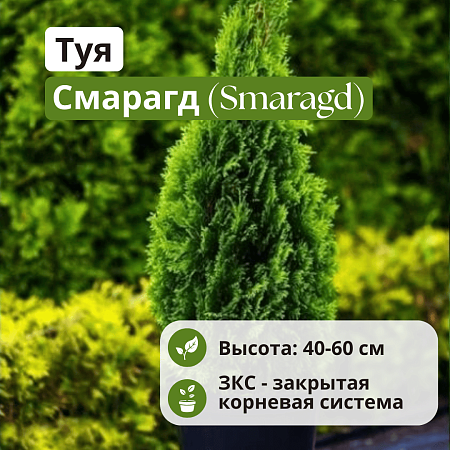 Туя Смарагд (Smaragd) западная C3 40-60 см
