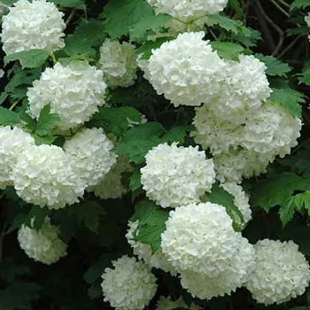 Калина обыкновенная Розеум 60-80 см