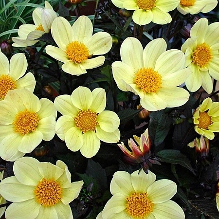 Георгина Happy Days Lemon (уп. 1 шт)