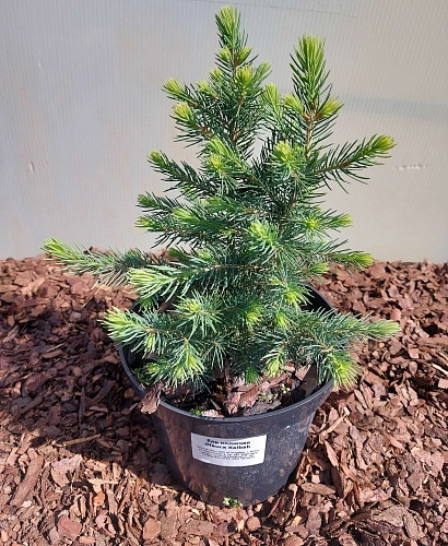 Ель Kейбаб 30 см голубая Ель Kейбаб 30 см голубая