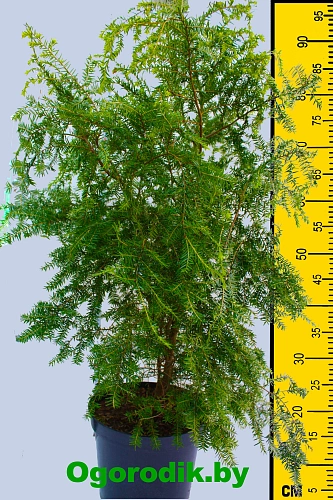 Тсуга канадская 60-80 см Тсуга канадская 60-80 см