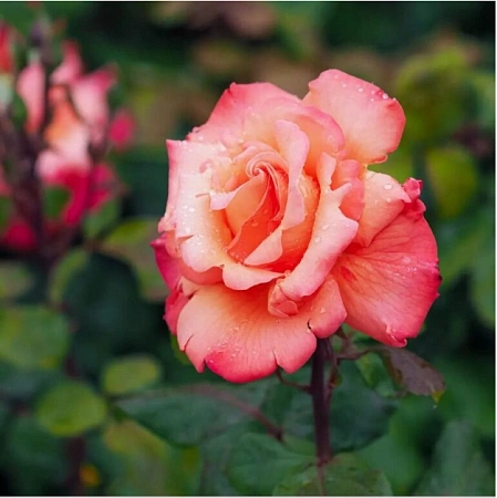 Роза чайно-гибридная Christophe Colomb (горшок С4) Роза чайно-гибридная Christophe Colomb (горшок С4)