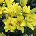 Лилия Tomos (уп. 2 шт) Лилия Tomos (уп. 2 шт)