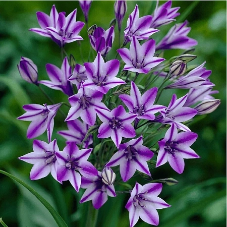 Трителейя Rudy (5 шт. в уп.)