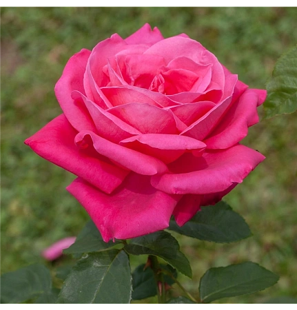 Роза чайно-гибридная Мариа Каллас (Maria Callas) Сербия