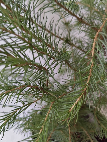 Ель сербская 40-60 см Ель сербская 40-60 см