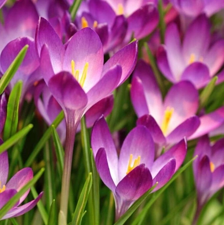Крокус Ruby Giant (15 шт. в уп.)