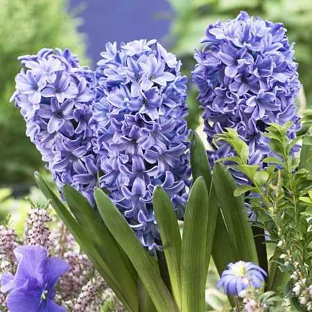 Гиацинт Blue Star