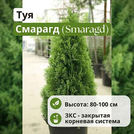 Туя Смарагд (Smaragd) западная С5 80-100 см