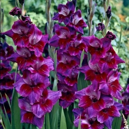 Гладиолус Velvet Eyes
