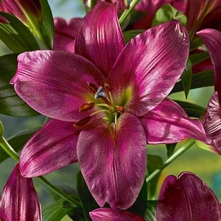 Лилия Purple Prince (2 шт. в уп.)