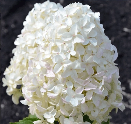 Гортензия Gardenlights Whitelight метельчатая С3 3-хлетка