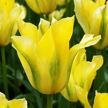 Тюльпан Yellow Spring Green
