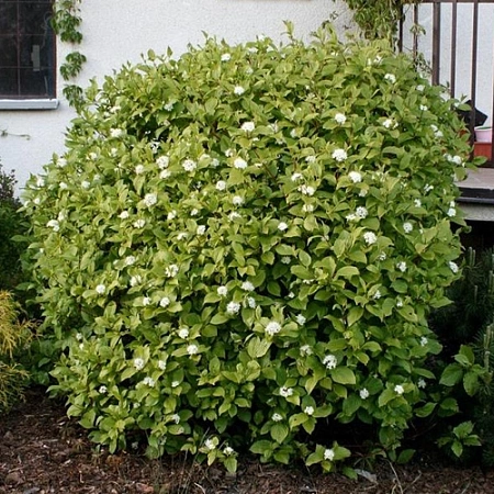 Дерен Sibirica 50-70 см