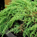 Можжевельник Грин Карпет обыкновенный 30-40 см Можжевельник Грин Карпет обыкновенный 30-40 см
