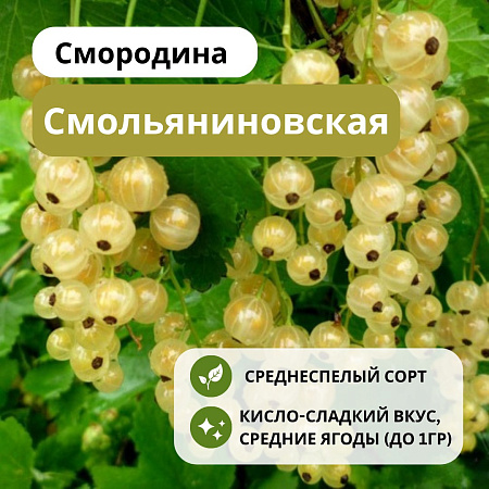 Смородина Смольяниновская белая С5
