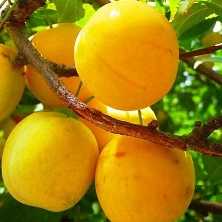 Слива Вашингтон Слива Вашингтон