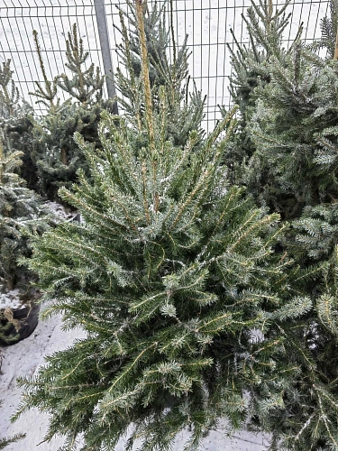 Ель сербская 100-120 см Оморика (Польша) Ель сербская 100-120 см Оморика (Польша)