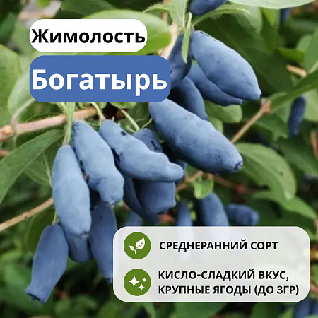 Жимолость Богатырь съедобная С3