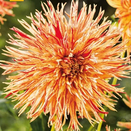 Георгина Rejmans Firecracker (уп. 1 шт) Георгина Rejmans Firecracker (уп. 1 шт)