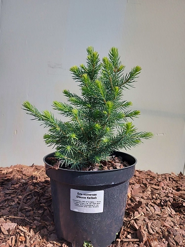 Ель Kейбаб 30 см голубая Ель Kейбаб 30 см голубая