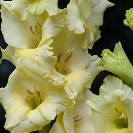 Гладиолус Debbyann (уп. 7 шт)