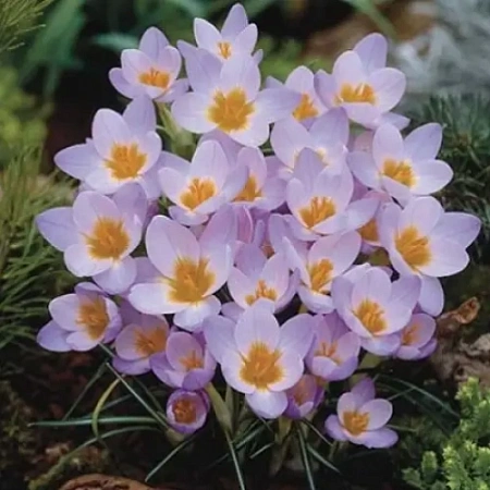 Крокус Firefly (15 шт. в уп.)