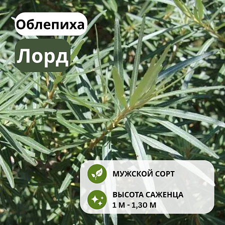 Облепиха Лорд мужская С4 Облепиха Лорд мужская С4