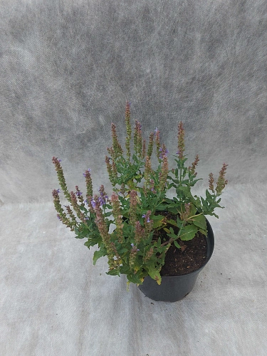 Шалфей дубравный Blauhugel Шалфей дубравный Blauhugel