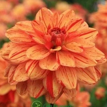 Георгина Pasolini (уп. 1 шт)