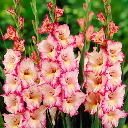 Гладиолус Priscilla (5 шт. в уп.)