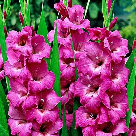 Гладиолус Fidelio (уп. 7 шт)