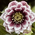 Морозник Double Ellen Pink Spotted (уп. 1 шт) Морозник Double Ellen Pink Spotted (уп. 1 шт)