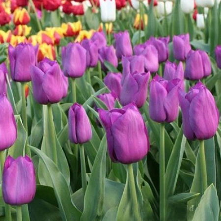 Тюльпан Purple Prince (5 шт. в уп.)
