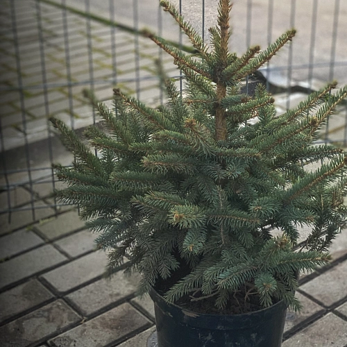 Ель Глаука 50+ см копаная в горшке С7,5 Ель Глаука 50+ см копаная в горшке С7,5