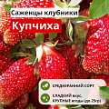 Клубника Купчиха Клубника Купчиха