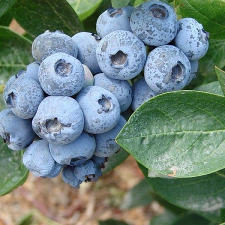 Голубика высокорослая Duke 30-50 см