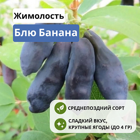 Жимолость Блю Банана съедобная С2