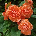 Бегония AmeriHybrid Ruffled Apricot (2 шт. в уп.) Бегония AmeriHybrid Ruffled Apricot (2 шт. в уп.)