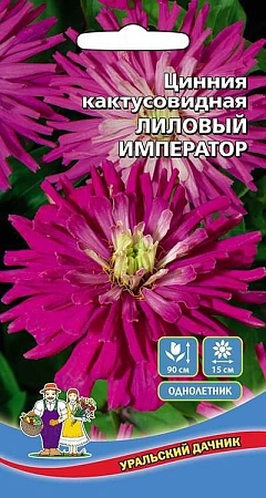 Цинния Лиловый император кактусовидная (УД)