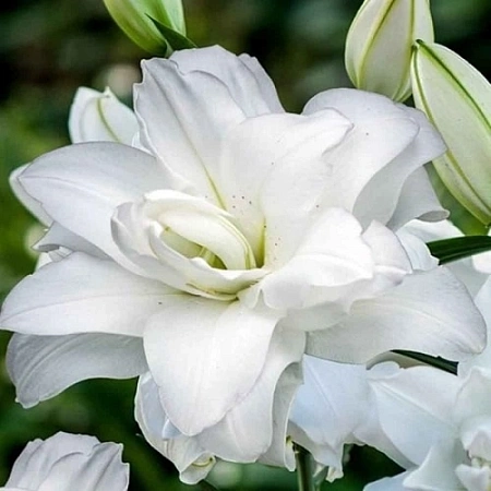 Лилия Lotus Ice (уп. 1 шт)