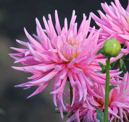 Георгина Park Princess (уп. 1 шт) Георгина Park Princess (уп. 1 шт)