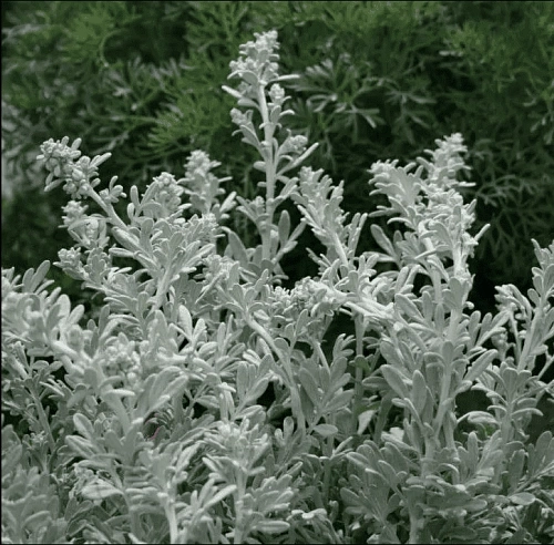 Полынь Стеллера С2 Полынь Стеллера С2